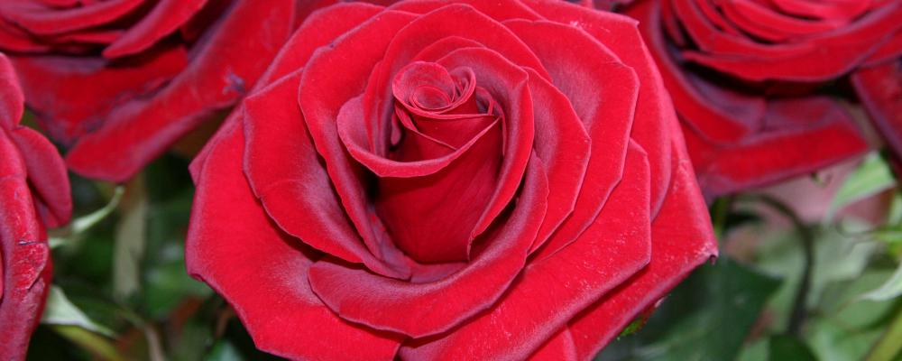 14. Februar - Valentinstag - denke an die Blumen